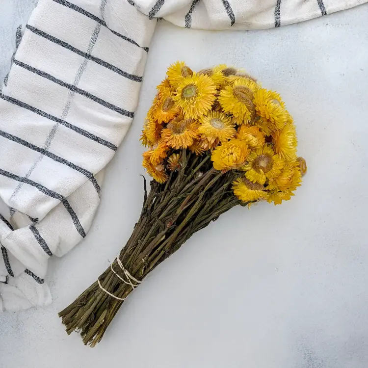 Kocanka żółta PLS 4.png