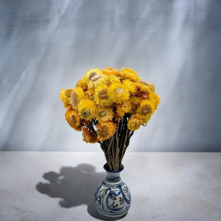 Kocanka żółta PLS 5.png