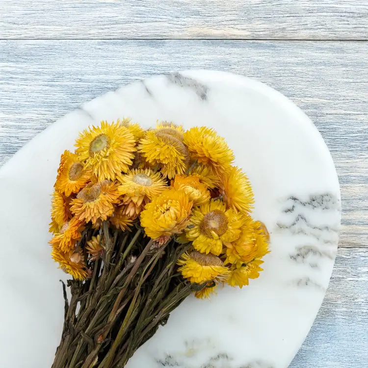 Kocanka żółta PLS 6.png