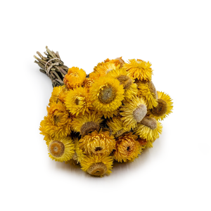Helichrysum bracteatum Dried - Everlasting Flower - Yellow