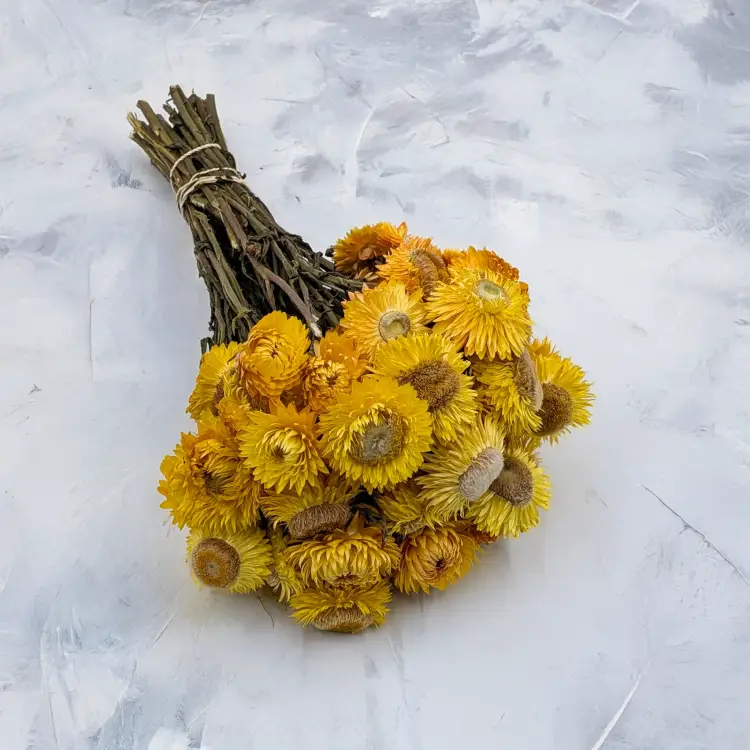 Kocanka żółta PLS 1.png