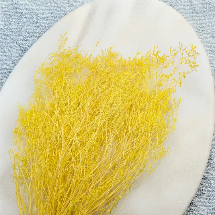 Statice Marine Yellow It 2.png
