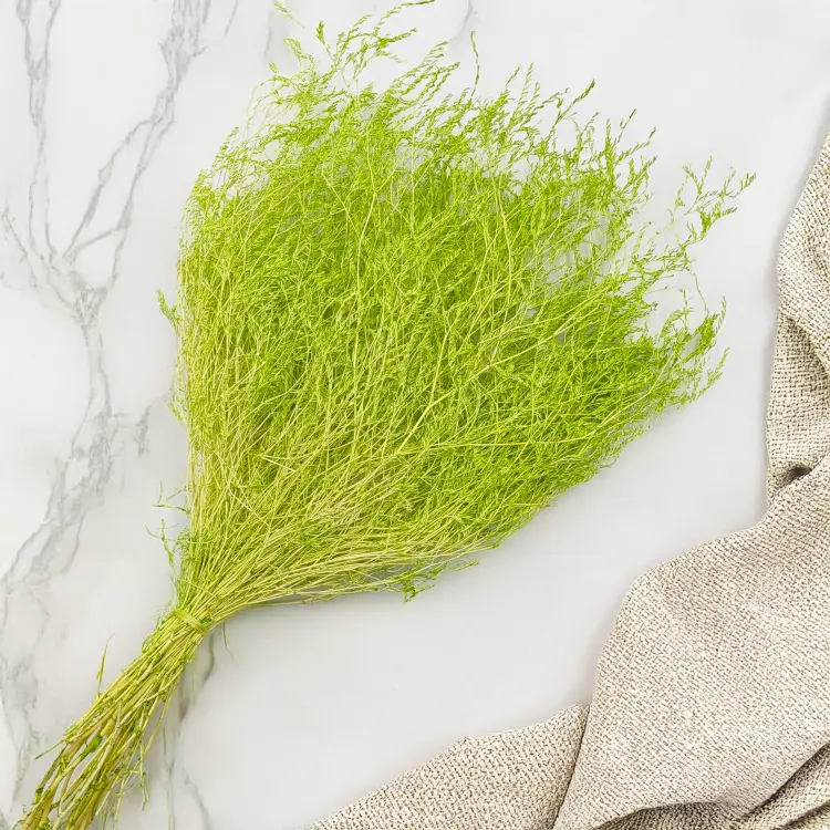 Statice Marine Lt Green IT 3.png