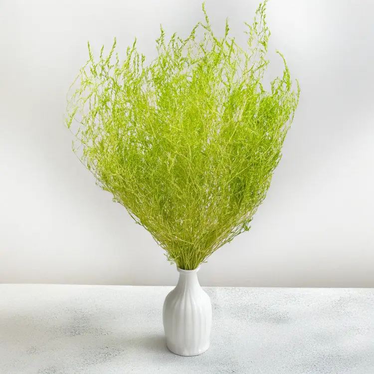 Statice Marine Lt Green IT 4.png