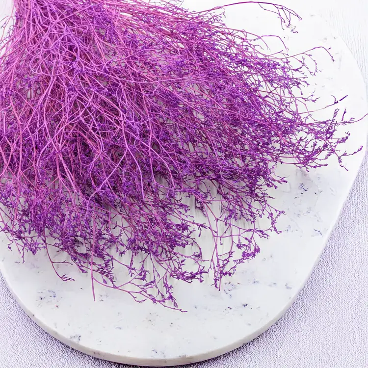 Statice Marine Lila IT 2.png