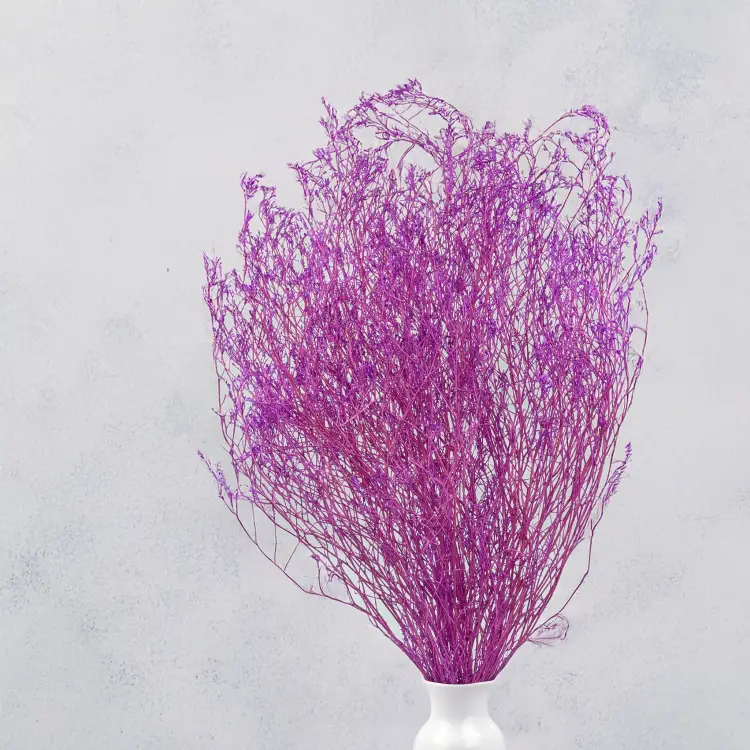 Statice Marine Lila IT 5.png