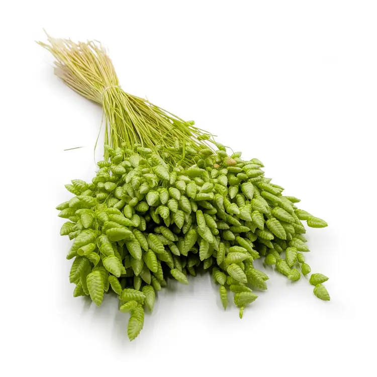 Briza maxima Lt green 0.png