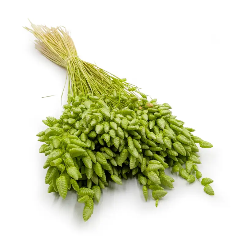 Briza maxima Lt green 0.png