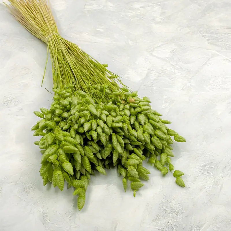 Briza maxima Lt green 1.png