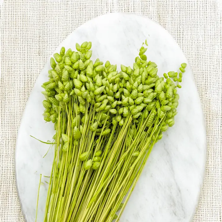 Briza maxima Lt green 3.png