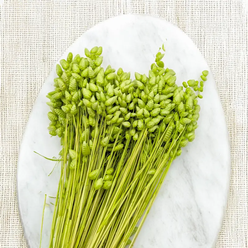 Briza maxima Lt green 3.png