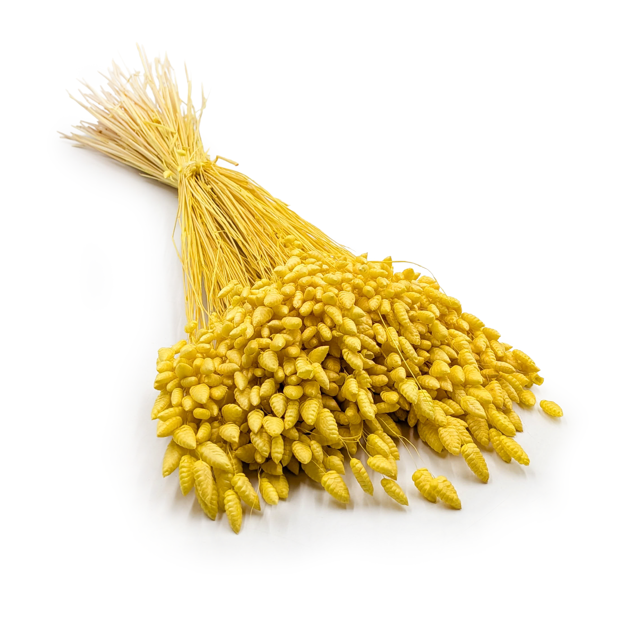 Dried Quaking Grass – (Briza Maxima) – Yellow