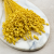 Briza maxima Yellow 2.png