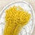 Briza maxima Yellow 3.png