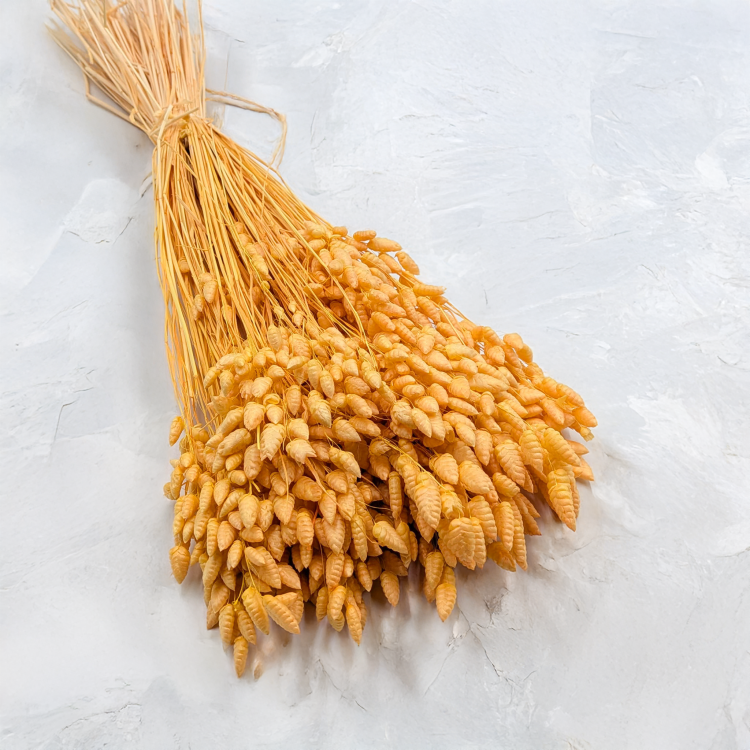 Briza maxima Peach 1.png