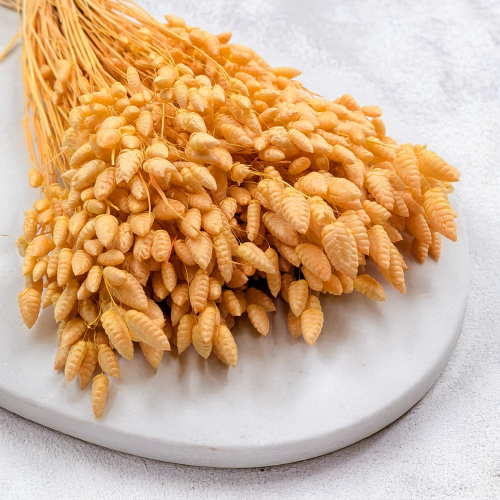 Briza maxima Peach 2.png