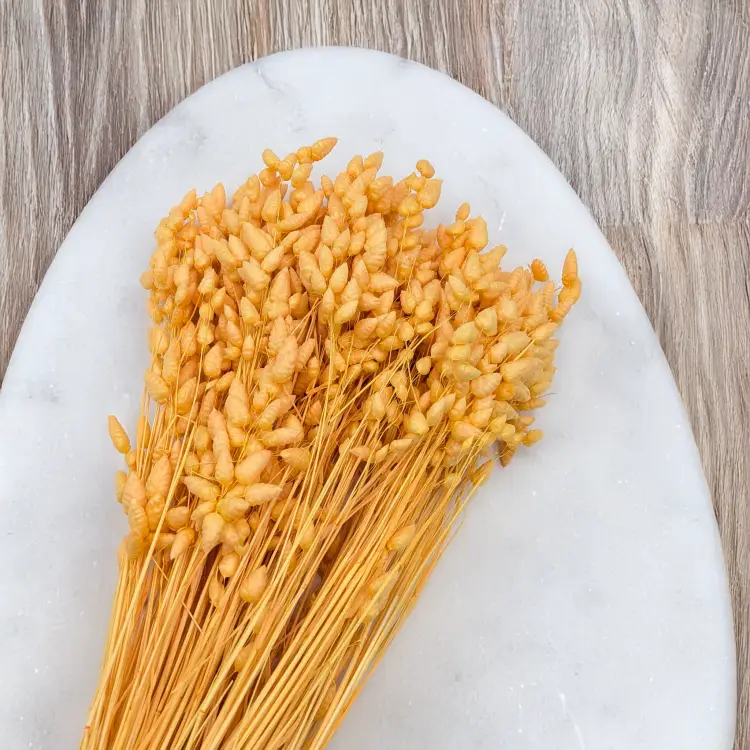 Briza maxima Peach 3.png