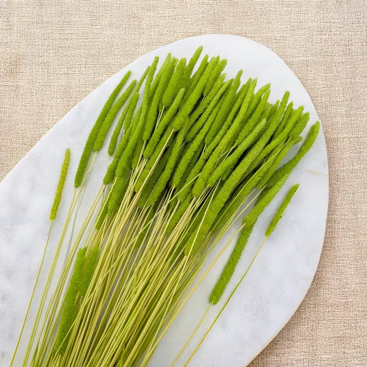 Tymotka jasnozielona 3.png