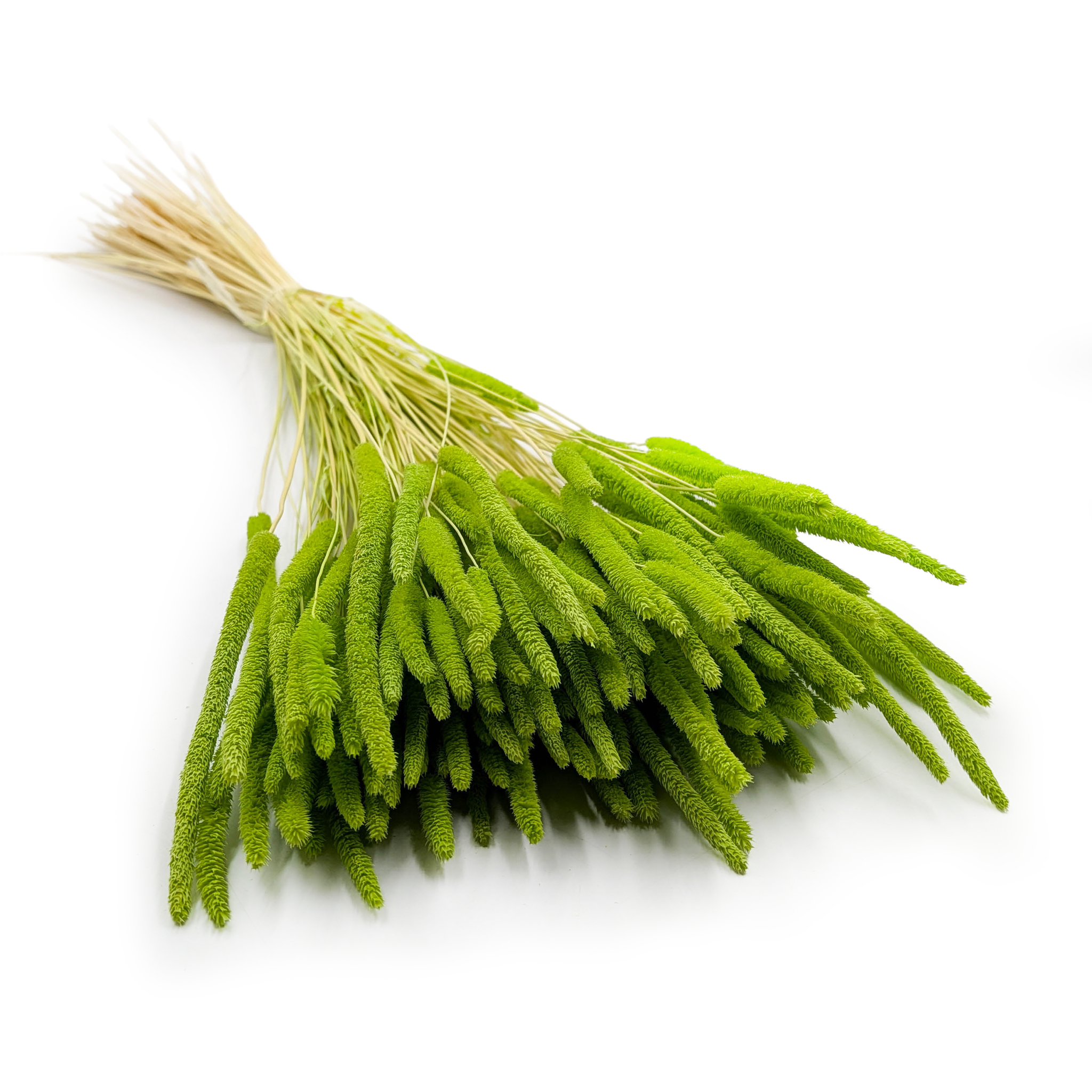 Dried Timothy Grass - Light Green