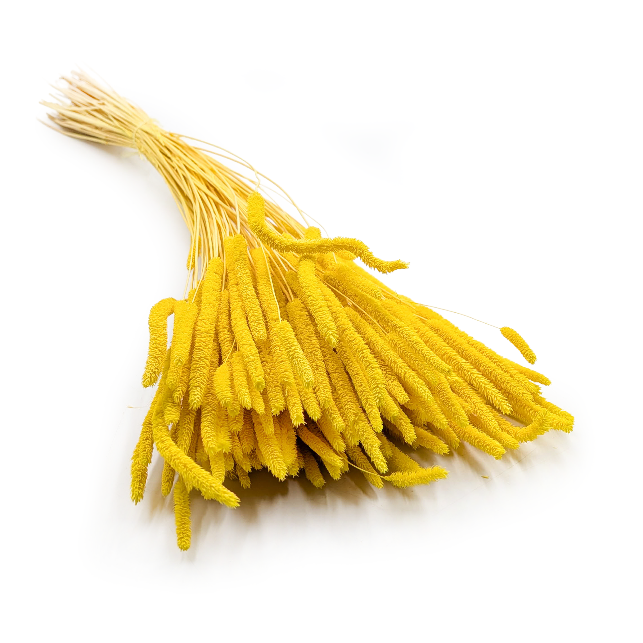 Dried Timothy Grass - Yellow