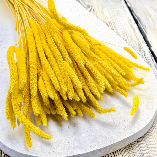 Tymotka żółta 2.png