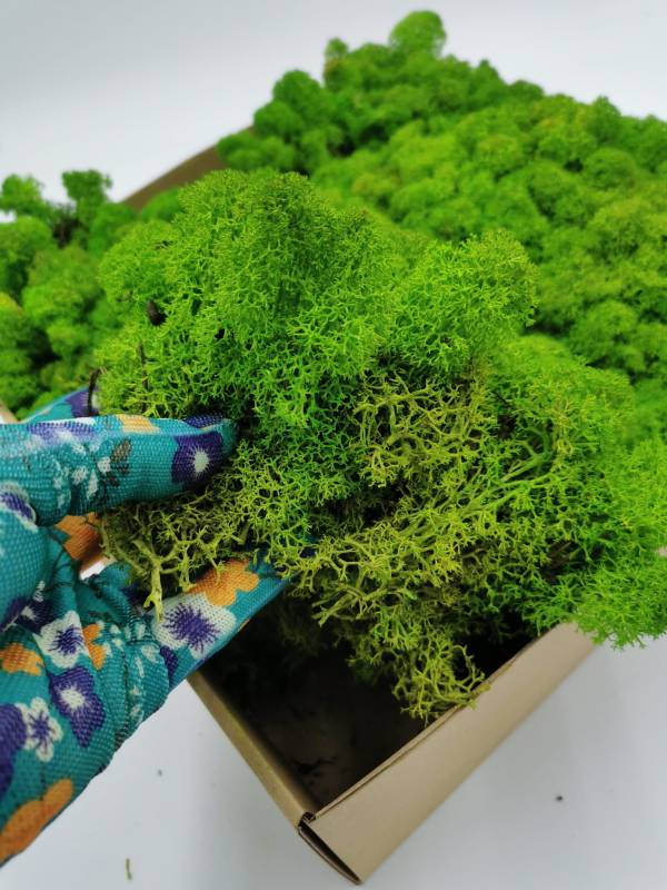 Chrobotek Alpejski Jasnozielony 1.jpg