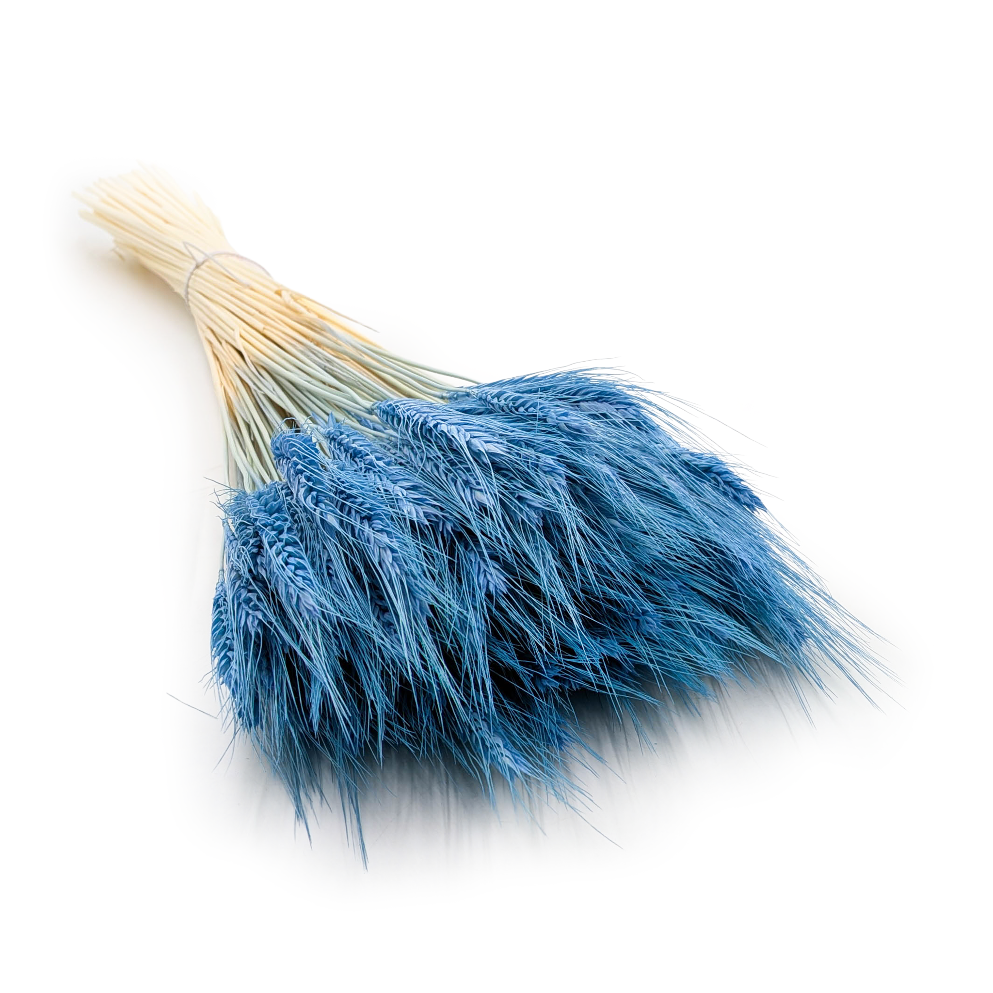 Dried Triticale - Blue