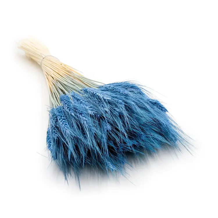 Pszenżyto niebieskie.png