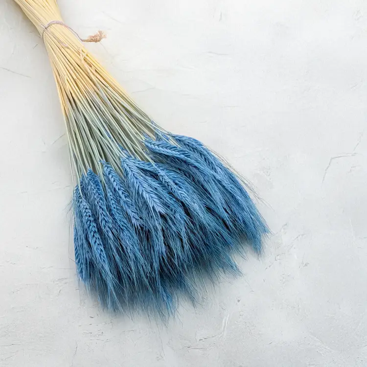 Pszenżyto niebieskie 1.png