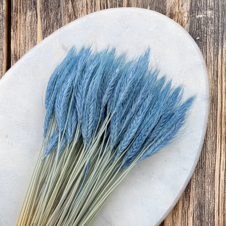 Pszenżyto niebieskie 2.png