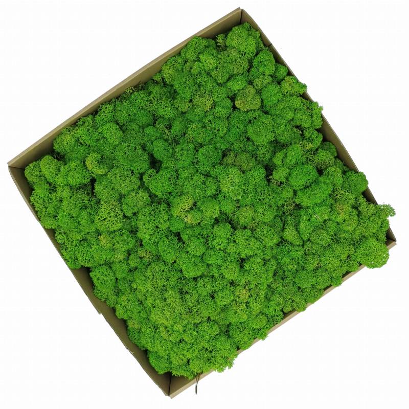 Chrobotek Alpejski Jasnozielony.jpg