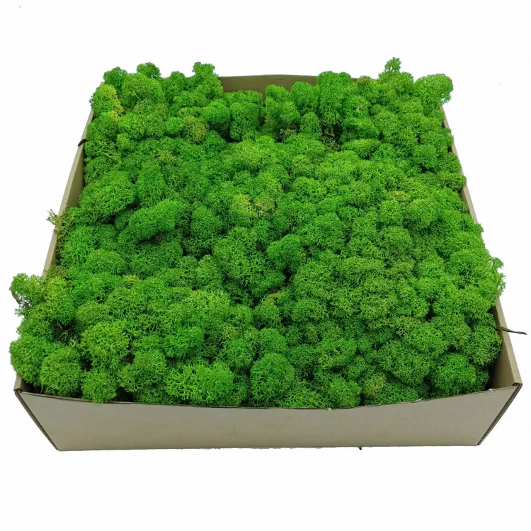 Chrobotek Alpejski Jasnozielony 2.jpg