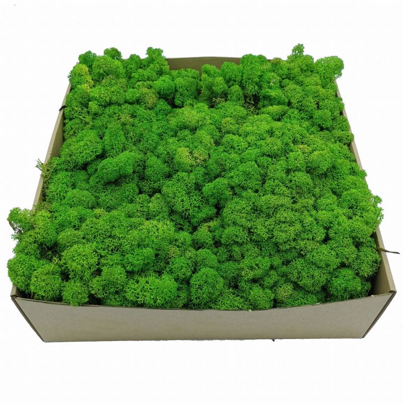 Chrobotek Alpejski Jasnozielony 2.jpg