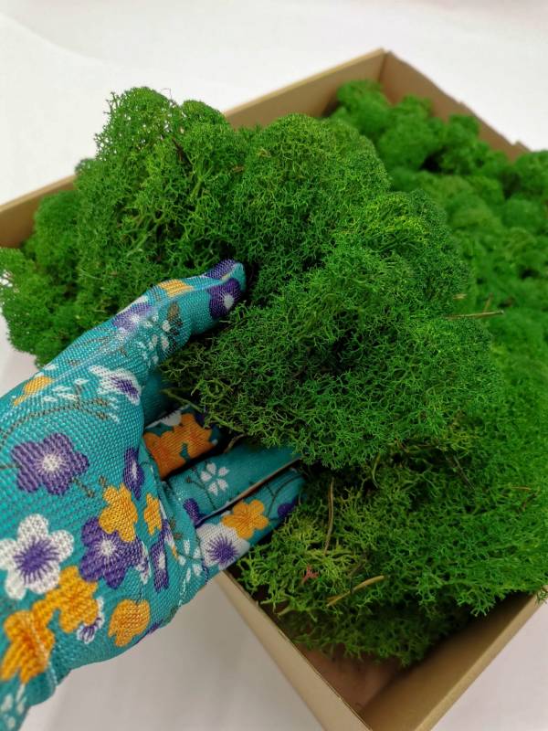 Chrobotek Alpejski Zielony 1.jpg