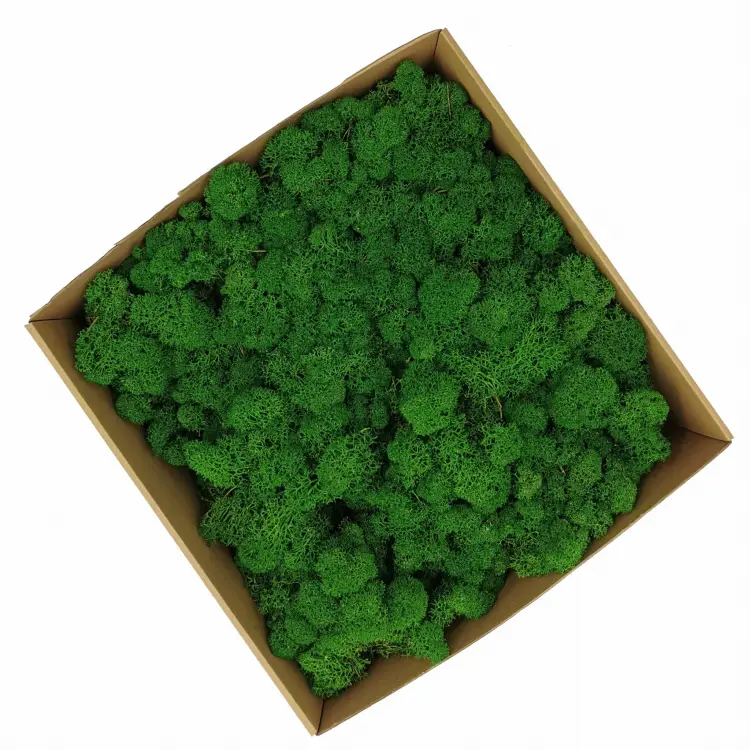 Chrobotek Alpejski Zielony.jpg