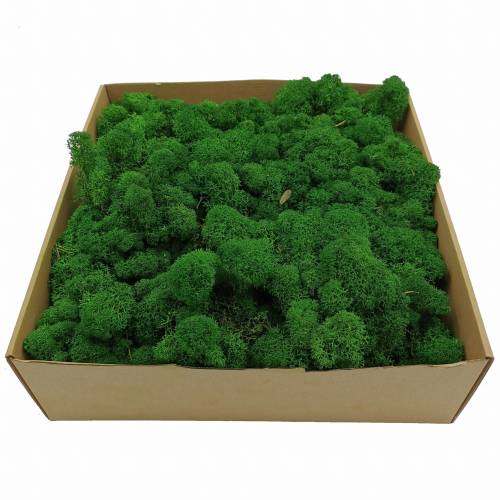 Chrobotek Alpejski Zielony 2.jpg