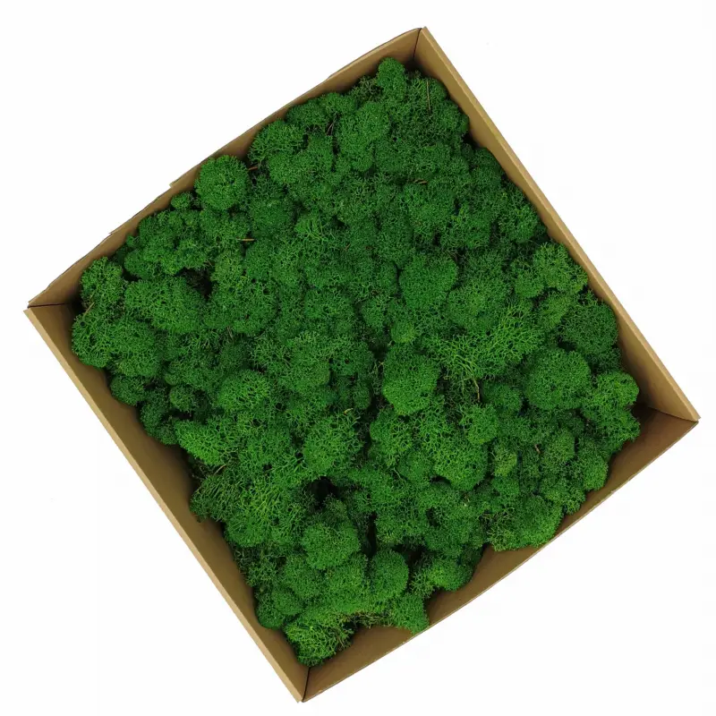 Chrobotek Alpejski Zielony.jpg