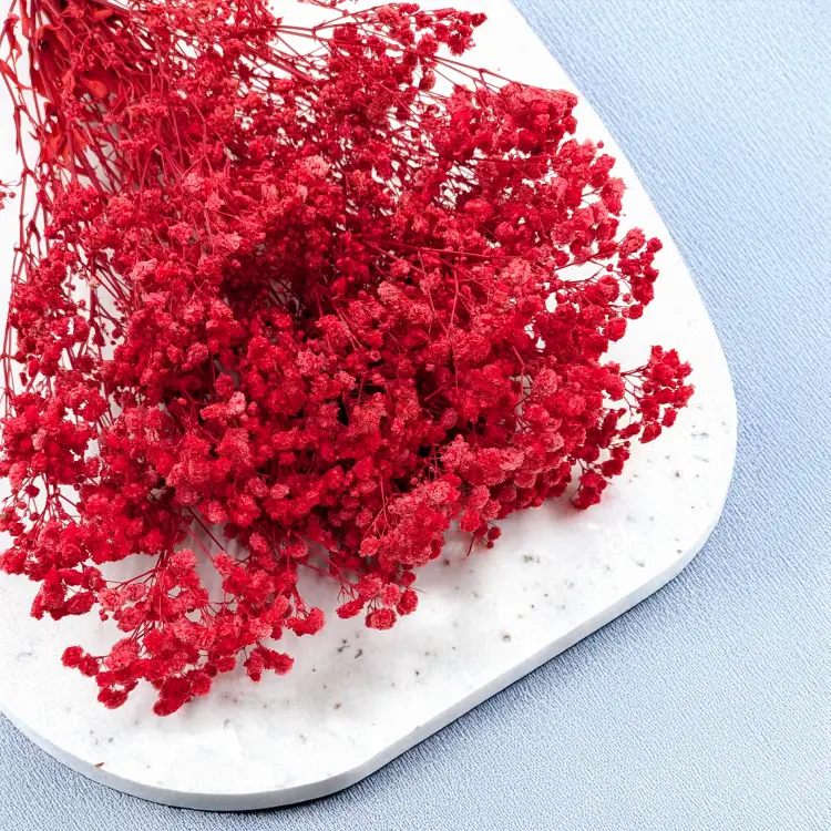 Gips Red Royal 14 2.png