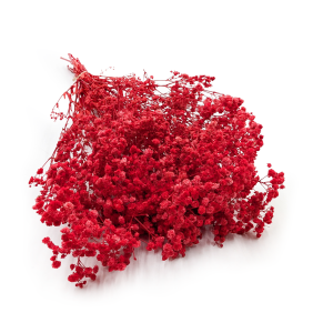 Stabilized Gypsophila - (Gypsophila) - Royal Bouquet - Red