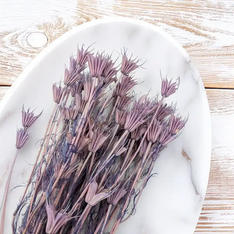 Nigella orient Lavender 5.png
