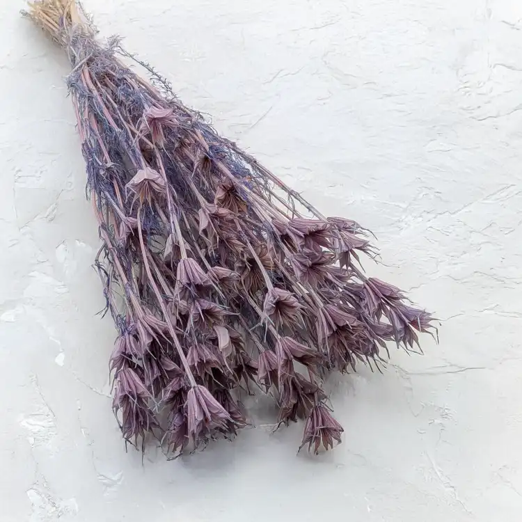 Nigella orient Lavender 1.png