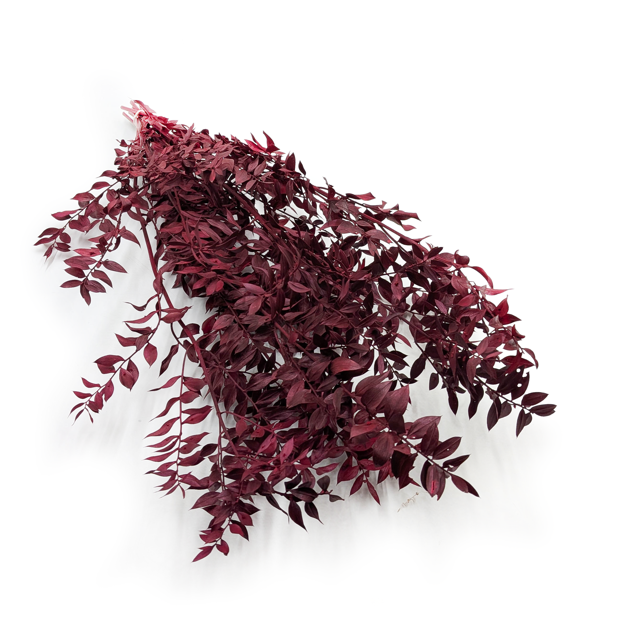 Ruscus Preserved - Red
