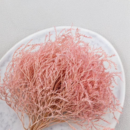 Statice Tataricum Lt Pink it 5.png