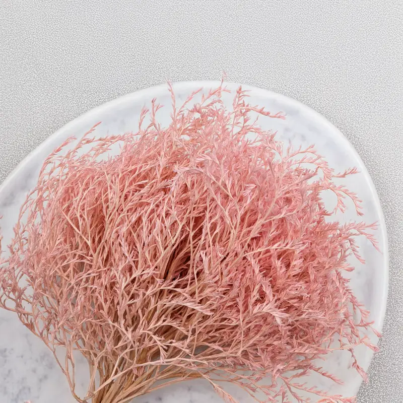 Statice Tataricum Lt Pink it 5.png