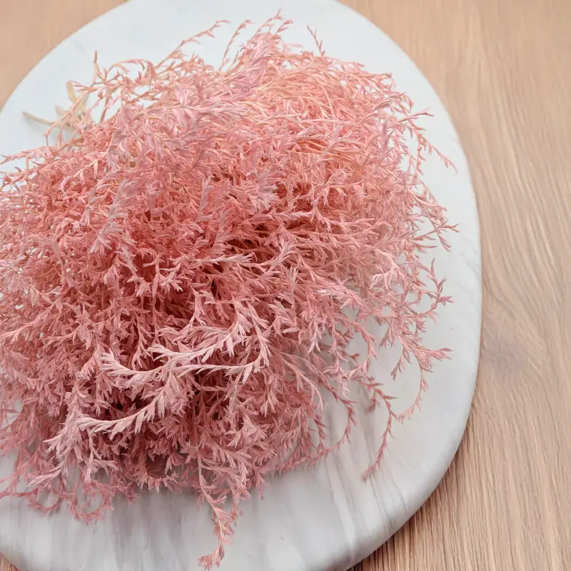 Statice Tataricum Lt Pink it 1.png