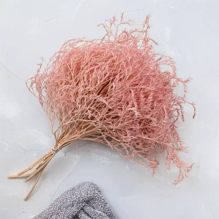 Statice Tataricum Lt Pink it 2.png