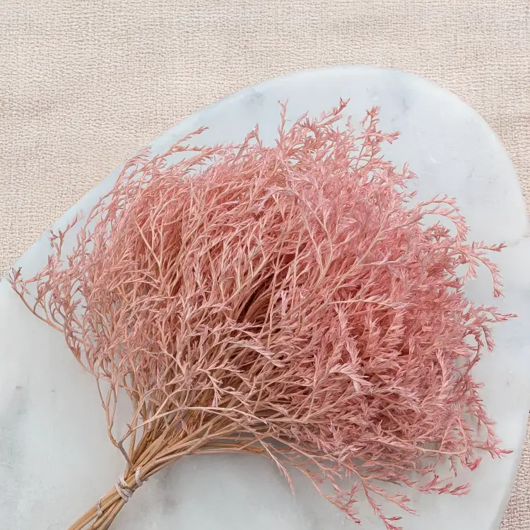 Statice Tataricum Lt Pink it 3.png