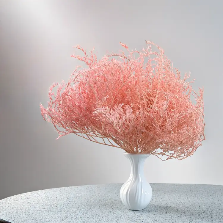 Statice Tataricum Lt Pink it 4.png