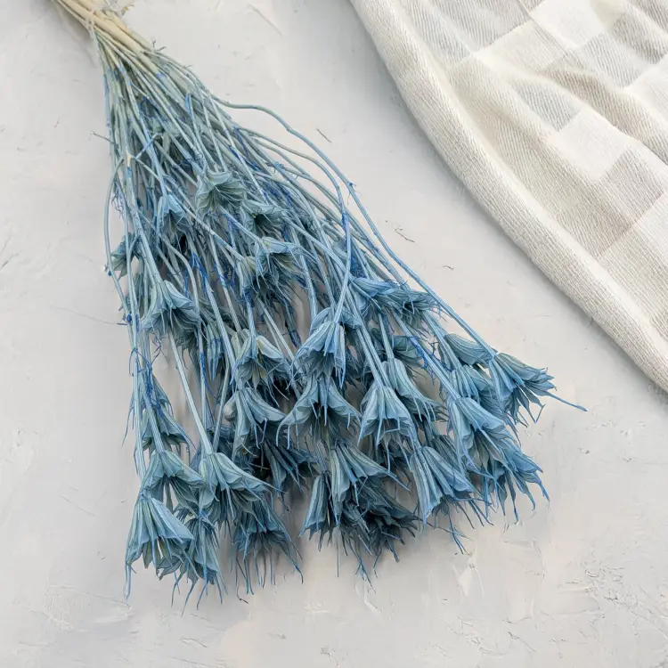 Nigella orient Sky Blue 1.png