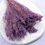 Broom Bloom lawendowy 3.png